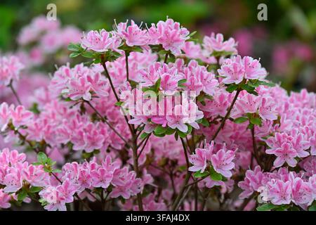Fiori rosa e bianchi di azalea sempreverde, rododendro 'Kermesinum Rosé' che cresce in un giardino del Regno Unito a maggio Foto Stock