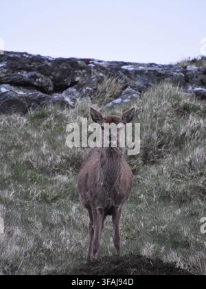 Un nobile cervo rosso si erge su una collina erbosa nelle Ebridi Esterne, circondato dalle brughiere selvagge delle Highlands scozzesi. Foto Stock