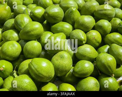 Mucchio di avocado verdi freschi impilati insieme, frutta tropicale biologica cruda in primo piano, ingrediente per una dieta vegana sana alla luce naturale Foto Stock