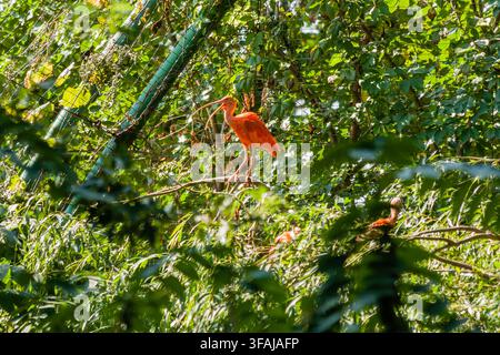 Ibis rosso si crogiola al sole Foto Stock