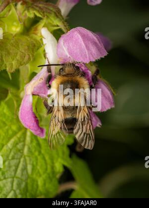 Prima piano di un bombus peloso che si nutre di vibranti fiori viola e bianchi di ortica morta in un contesto naturale di giardino verde Foto Stock
