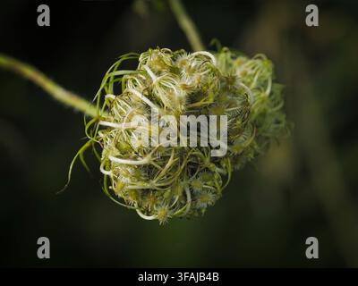 Primo piano di una testa di seme di pizzo selvatico della Regina Anna con intricate texture verdi e strutture di ombrella essiccata Foto Stock