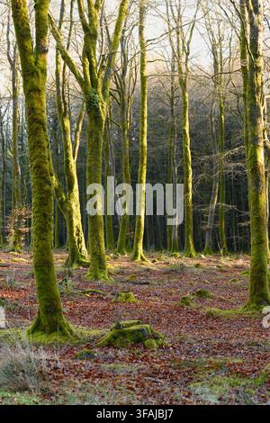 Alberi decidui ricoperti di muschio si ergono tra foglie cadute e sottobosco a Beaworthy, UK, illuminati da una soffice luce invernale. Foto Stock