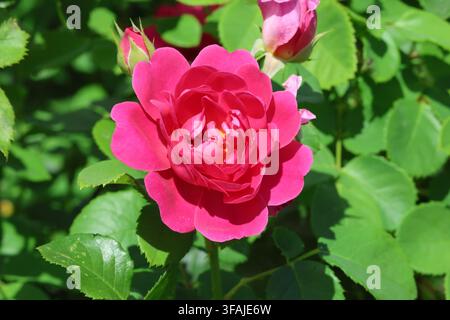 Rosa [Principessa Anne] ('Auskitchen'). Primo piano di una rosa doppia magenta rosa acceso forte di David Austin in estate. Foto Stock