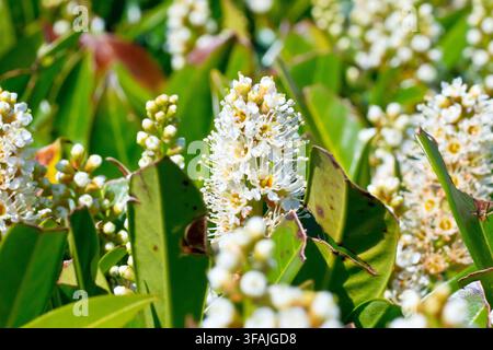 Lauro cerasolo (Prunus laurocerasus), anche noto come Lauro comune o Lauro inglese, primo piano di una delle tante spighe di fiori bianchi prodotti dall’arbusto. Foto Stock