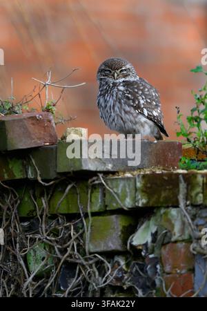Piccola civetta Athene noctua appollaiata su un vecchio muro di mattoni nel Nord Norfolk, Regno Unito Foto Stock