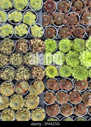 Vista aerea di rosette succulente assortite in vaso disposte in file per la vendita Foto Stock