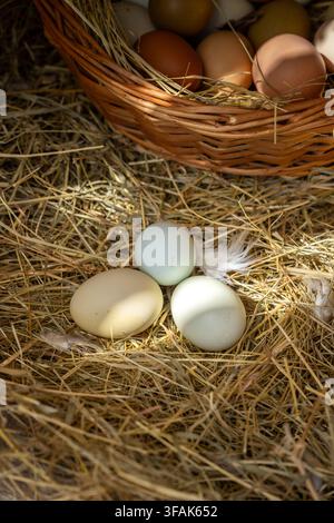 Uova di gallina che mostrano diverse colori naturali appoggiate su un letto di fieno, con altre uova in un cesto di vimini rustico sullo sfondo, simboleggianti la fattoria Foto Stock