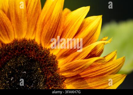 Close up di un girasole dai colori vivaci a metà estate su uno sfondo sfocato. Foto Stock