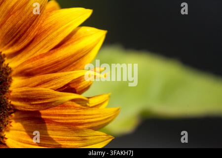Close up di un girasole dai colori vivaci a metà estate su uno sfondo sfocato. Foto Stock