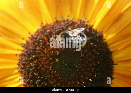 Close up di un girasole dai colori vivaci a metà estate su uno sfondo sfocato. Foto Stock