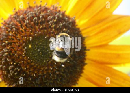 Close up di un girasole dai colori vivaci a metà estate su uno sfondo sfocato. Foto Stock