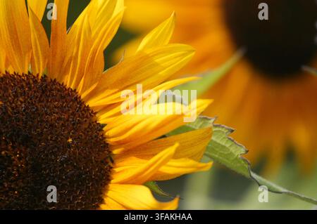 Close up di un girasole dai colori vivaci a metà estate su uno sfondo sfocato. Foto Stock