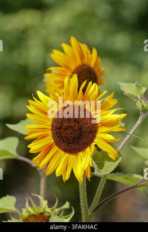 Close up di un girasole dai colori vivaci a metà estate su uno sfondo sfocato. Foto Stock