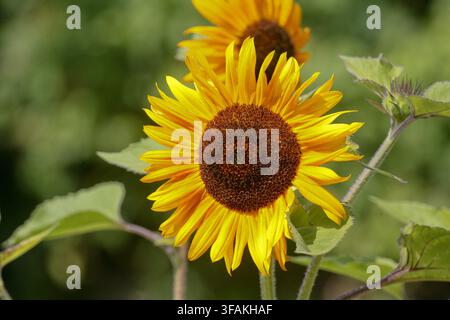 Close up di un girasole dai colori vivaci a metà estate su uno sfondo sfocato. Foto Stock