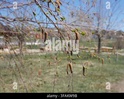 Gattini maschili pendenti e foglie emergenti sui rami della betulla occidentale (Betula occidentalis) all'inizio della primavera in Colorado. Foto Stock