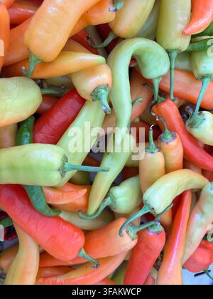 Un mix colorato di peperoncini rossi, arancioni e verde chiaro ammucchiati, ideale per concetti di cibo e raccolto Foto Stock