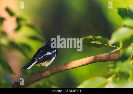 Magpie-robin orientale appollaiato con grazia su un ramo d'albero circondato da un morbido bokeh verde. Foto Stock