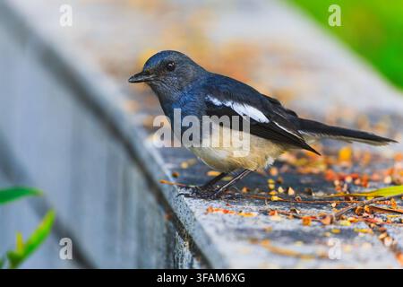 Primo piano di profilo laterale di un magpie-robin orientale in piedi su una sporgenza di pietra. Foto Stock