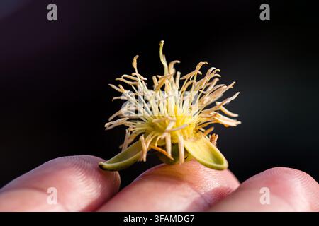 Fiore delicato della palma coda di volpe che mostra intricate stami gialli e sepali verdi, delicatamente tenuto da dita umane su uno sfondo scuro. Fotografia reale Foto Stock