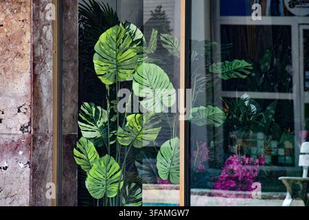 Piante artificiali di monstera esposte dietro una vetrina di un negozio, Ciego de Ávila, Cuba - Marzo 2026 Foto Stock