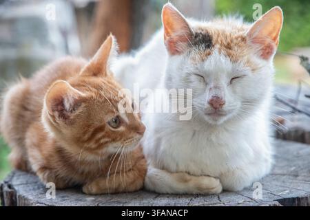 Gattino zenzero guarda verso la sua madre riposante mentre la coppia si rilassa insieme in un ambientazione rustica di campagna. Foto Stock