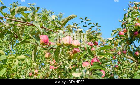 Albero di mele con mele che maturano in una giornata estiva soleggiata. Foto Stock