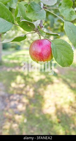 Primo piano di una mela biologica su un albero in un frutteto, messa a fuoco selettiva. Foto Stock