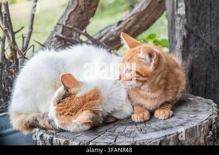 Gattino zenzero seduto accanto alla sua madre gatta addormentata su un ceppo consumato in un ambiente rurale naturale. Foto Stock