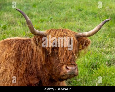 Ritratto di una mucca Highland, razza iconica del bestiame Highland, Scozia. Foto Stock