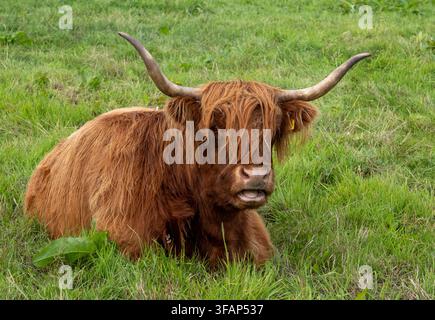Ritratto di una mucca Highland, razza iconica del bestiame Highland, Scozia. Foto Stock