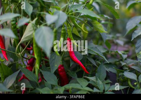 Peperoncini rossi e verdi che maturano su una pianta Foto Stock