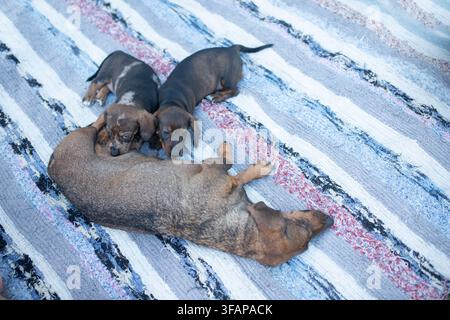 Tre cani bassotti, due cucciolate e un adulto, sdraiati insieme su una coperta a motivi Foto Stock