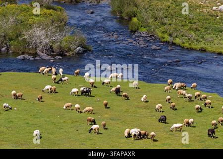 Gregge di pecore e capre che pascolano sulle rive erbose del fiume Mogen-Buren. Allevamento tradizionale, Repubblica di Tuva, Russia. Agosto 2025 Foto Stock