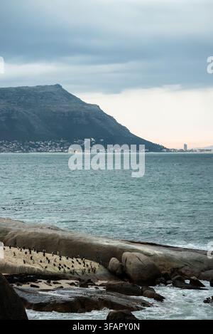 Pinguini africani si riposano sulle rive rocciose di Boulders Beach a Città del Capo Foto Stock