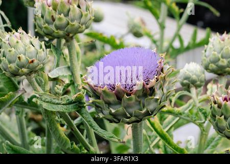 Bellissimi boccioli di carciofo e un fiore di violetta in fiore che crescono all'aperto in un letto da giardino soleggiato con uno sfondo sfocato morbido Foto Stock