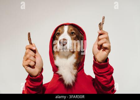 Pastore australiano tricolore rosso con una felpa rossa tiene treat di polmone di manzo essiccato in entrambe le mani. Concetto divertente di spuntino per animali domestici per una nutrizione naturale, addestramento Foto Stock