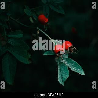 Un primo piano di bacche di rosa rossa che crescono su un ramo. Foto Stock