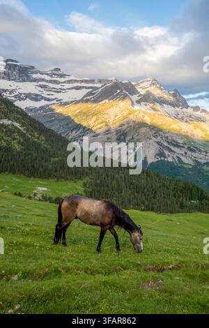 Un cavallo pascola in un prato alpino verde nelle Pirenei, con drammatici picchi montuosi illuminati da una luce dorata in lontananza Foto Stock