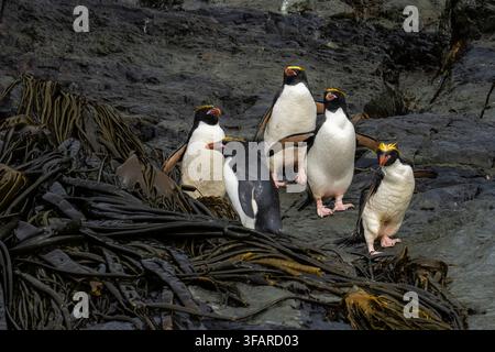 Pinguini macaroni (Eudyptes chrysolophus), Isole Willis, Georgia del Sud Foto Stock