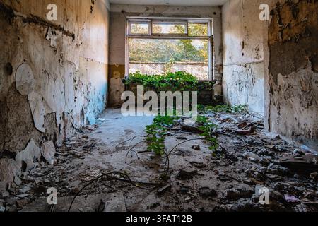 La vegetazione si insinua su un pavimento coperto di detriti sotto pareti scrostate all'interno di un ospedale abbandonato a Chiatura, Georgia. Foto Stock