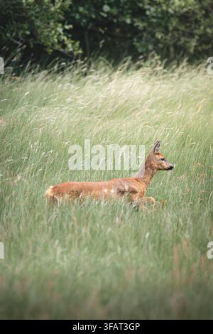 Capriolo che corre attraverso l'erba alta selvatica nella campagna appena fuori dal villaggio di Hauxley nel Northumberland rurale Foto Stock