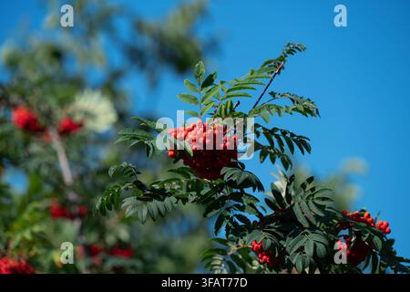 Vista dettagliata di bacche di sorbo illuminate da una luce solare intensa su un ramo, concetto di raccolta autunnale, bellezza organica e benessere Foto Stock
