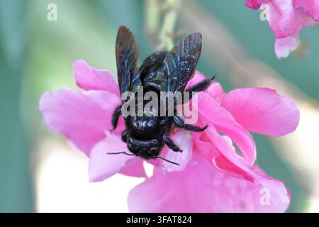Una grande ape carpentiere viola (Xylocopa violacea) con ali iridescenti raccoglie polline da un fiore in fiore in un giardino estivo all'aperto. Foto Stock