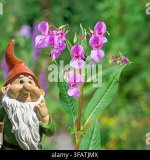 Balsamina himalayana in fiore, Impatiens glandulifera Foto Stock