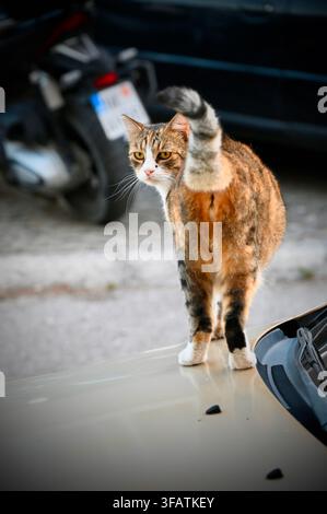 Una fotografia verticale a tutta altezza che cattura un gatto tabby calico in piedi sul cofano di un'auto con la coda striata sollevata, che guarda all'indietro sopra la spalla con un'espressione vigile. Foto Stock