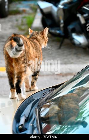 Una fotografia di un gatto calico tabby che si allontana sul cofano di un'auto parcheggiata, guardando di lato, con il suo riflesso chiaro visibile nel vetro del parabrezza. Foto Stock