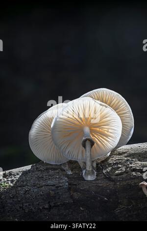 Funghi di porcellana: Oudemansiella mucida. Surrey, Regno Unito. Cresce su faggio, messa a fuoco impilata. Foto Stock