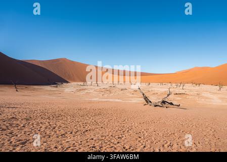 Antichi alberi morti nella pianura di argilla di Deadvlei a Sossusvlei, Namibia Foto Stock