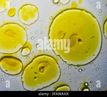 Una fotografia macro che mostra vivaci gocce e pozze di olio d'oliva gialle sospese e fluttuanti in acqua limpida, creando un modello scientifico astratto con rifrazioni morbide e dinamica dei fluidi. Foto Stock